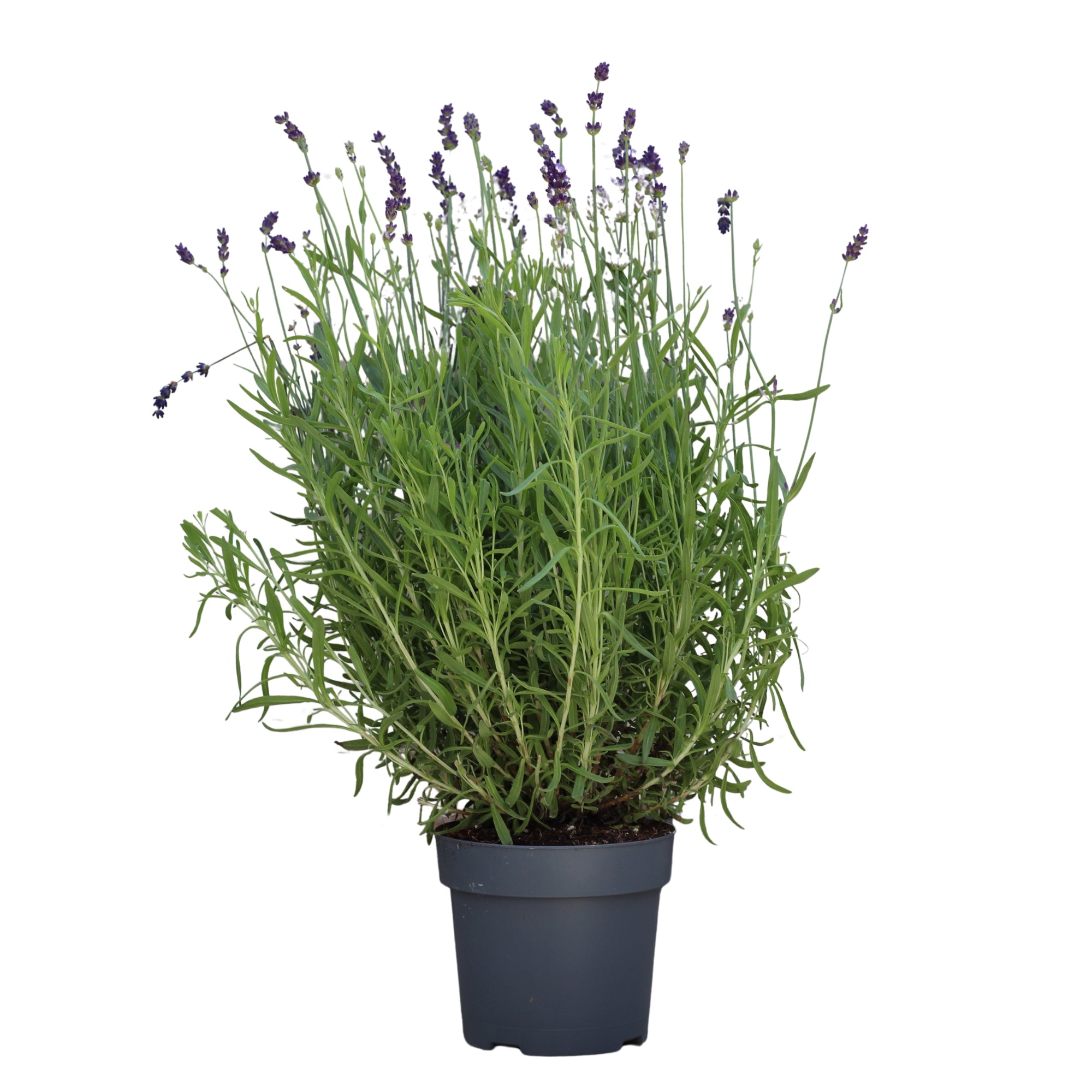 Lavandula Angustifolia | Alfazema